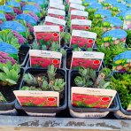 Rozchodník veľký (Sedum telethium) ´HERBSTFREUDE´ kont. C1L